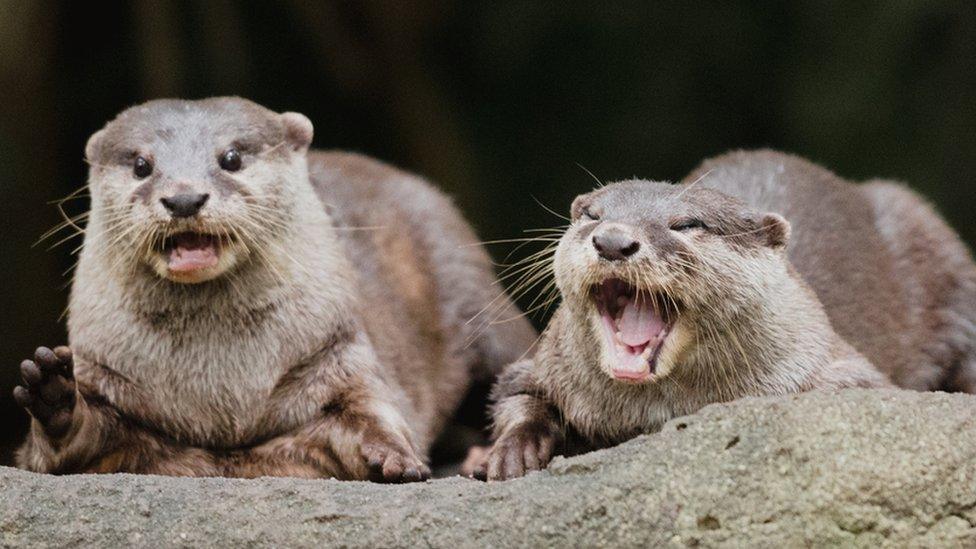 Otters in Singapore