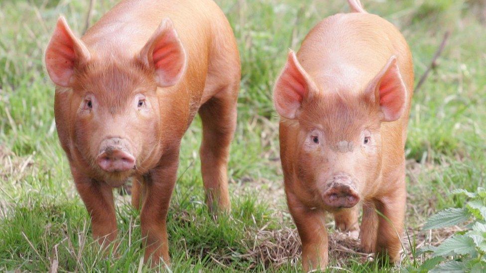 Tamworth pigs.