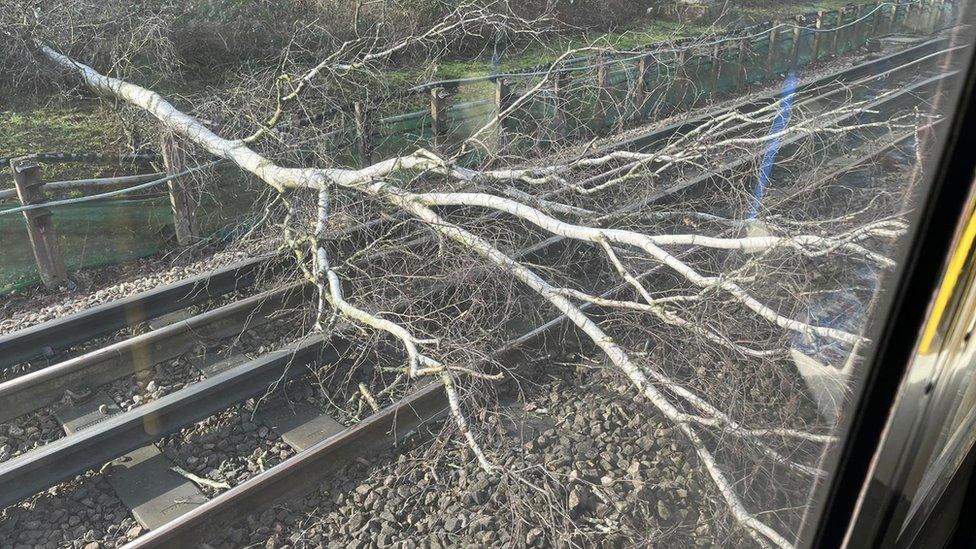 Tree falls on Piccadilly line between Cockfosters and Oakwood