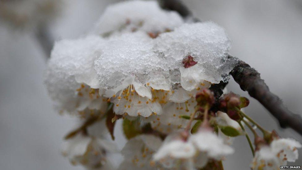 Snow on flowers