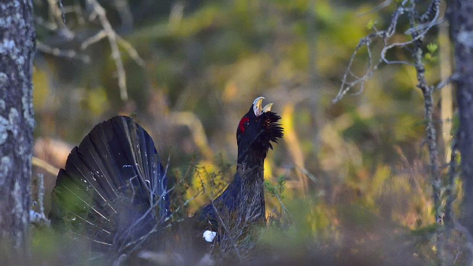 Capercaillie