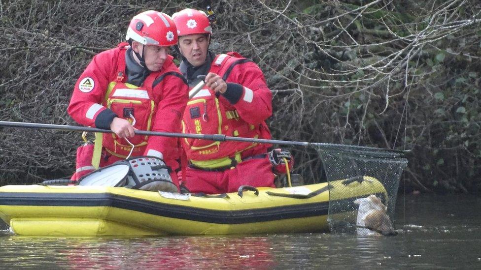 Firefighters rescuing tangled owl