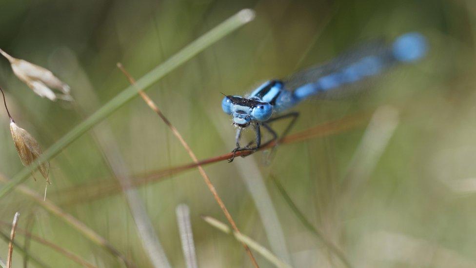 Common blue damselfly, Enallagma cyathigerum