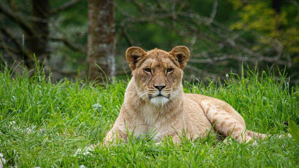 Lioness Winta lying on the grass