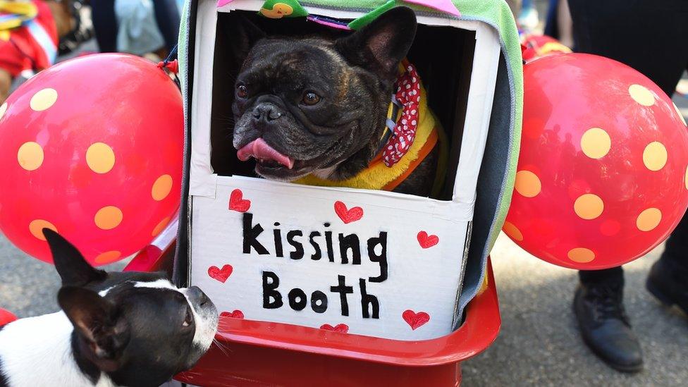 A bulldog licks its nose as it pokes its head out of a window in a box labelled kissing booth, another dog looks on.