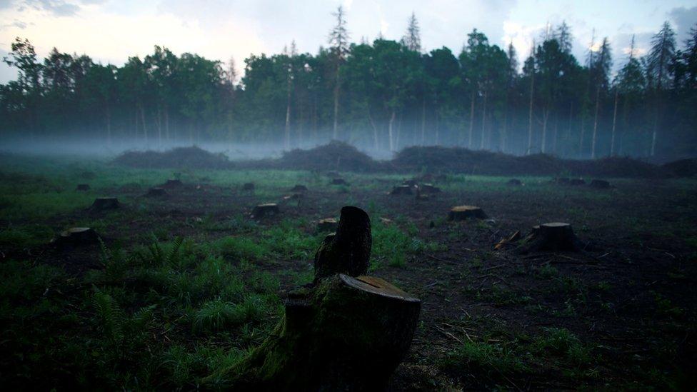 Tree stumps are seen at Bialowieza Forest