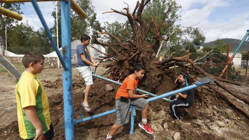Boys play near a tree uprooted by storm Patricia