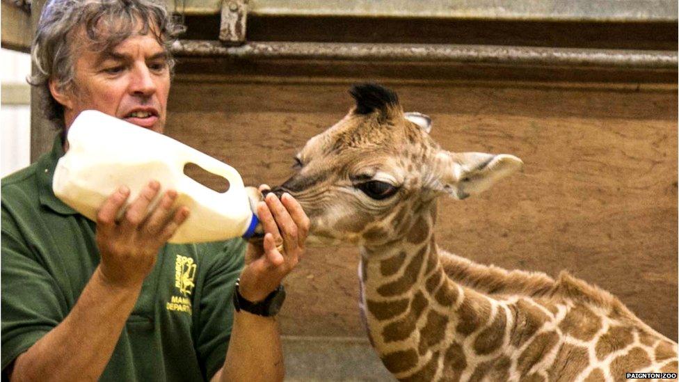 Rothschild's giraffe calf being fed by keeper