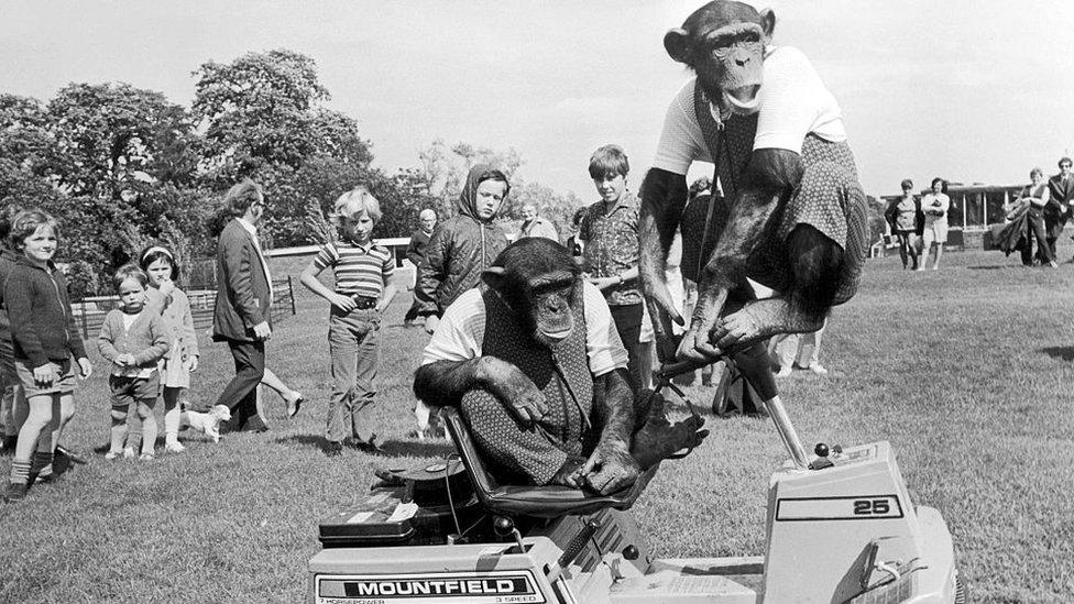 Chimps mowing grass