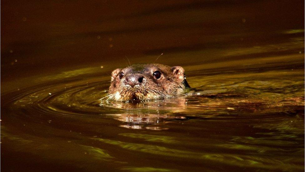 Otter in river