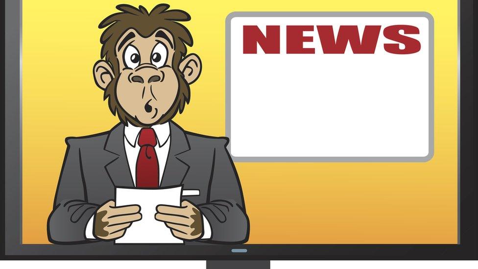 Monkey reading the news