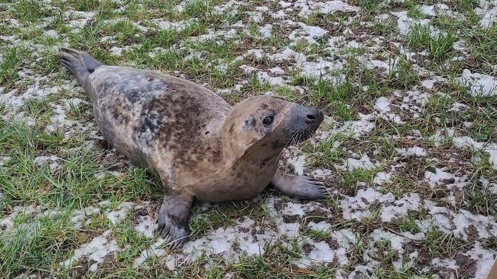 The seal pup