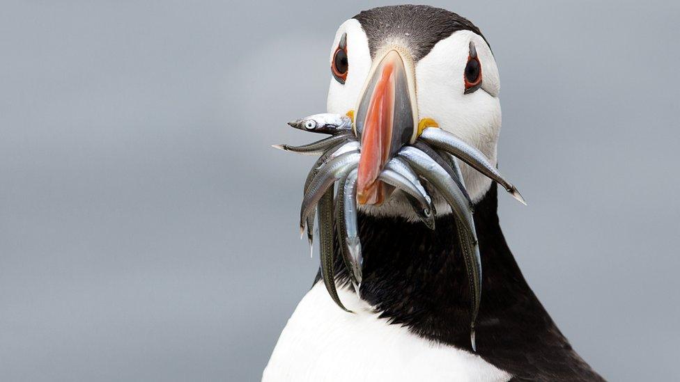 Puffin