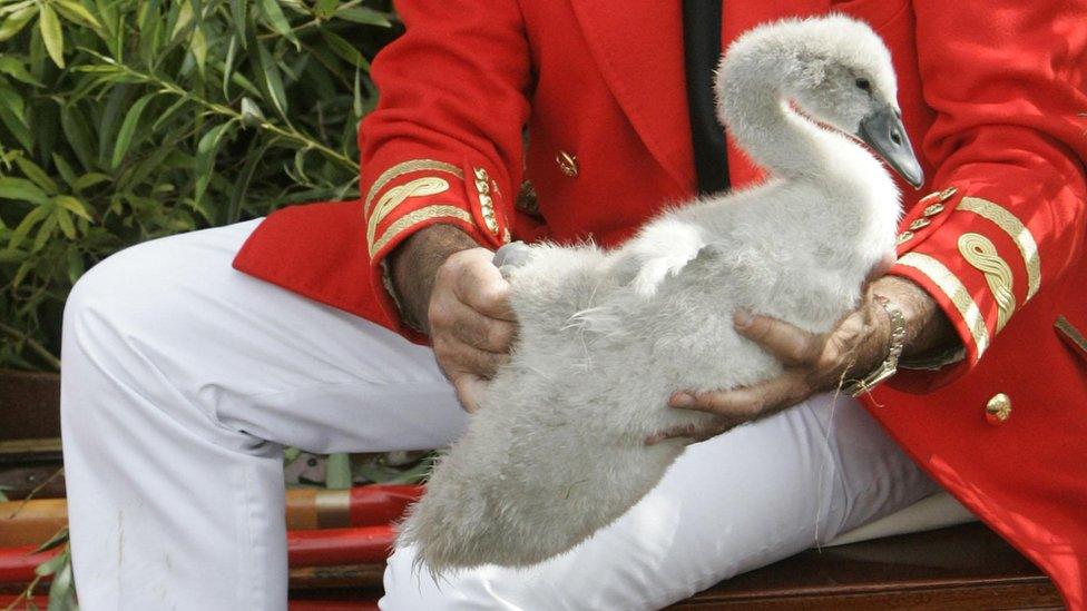 A swan on a swan upper's knee