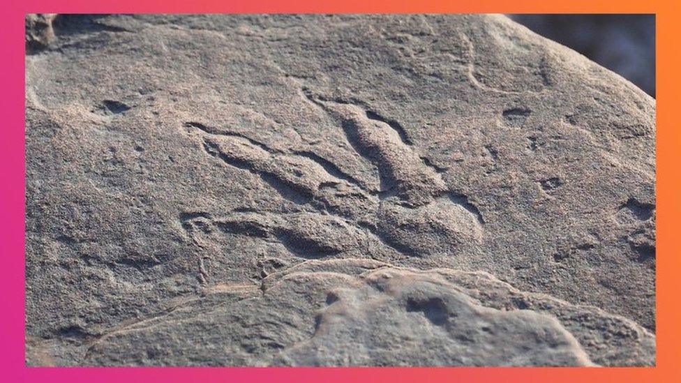 Dinosaur footprint