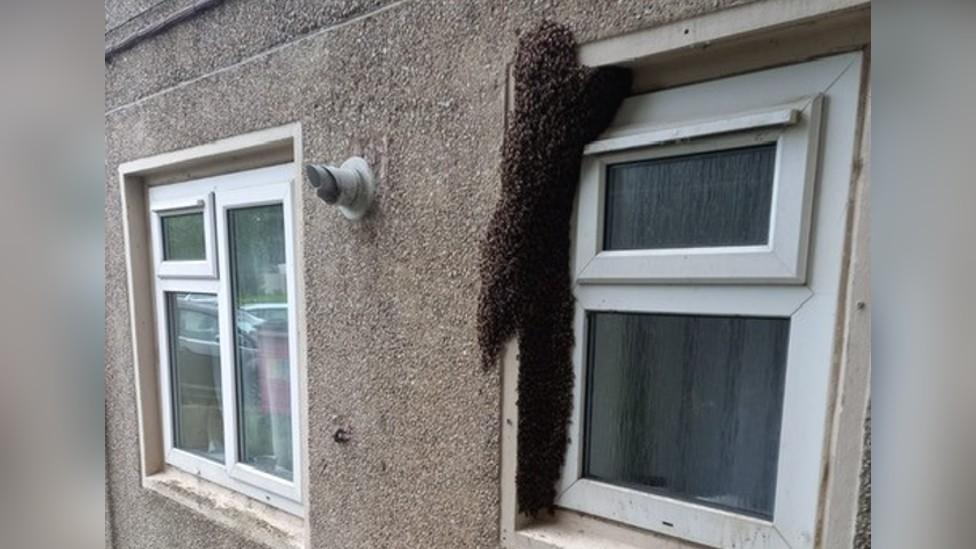 Bees nest at window of property in Milton Keynes