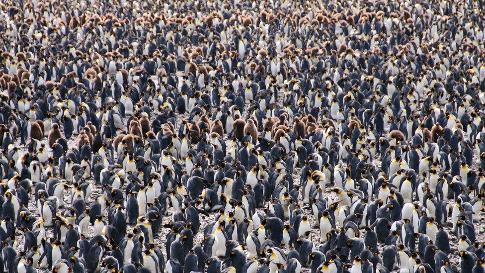 Hundreds of penguins on land