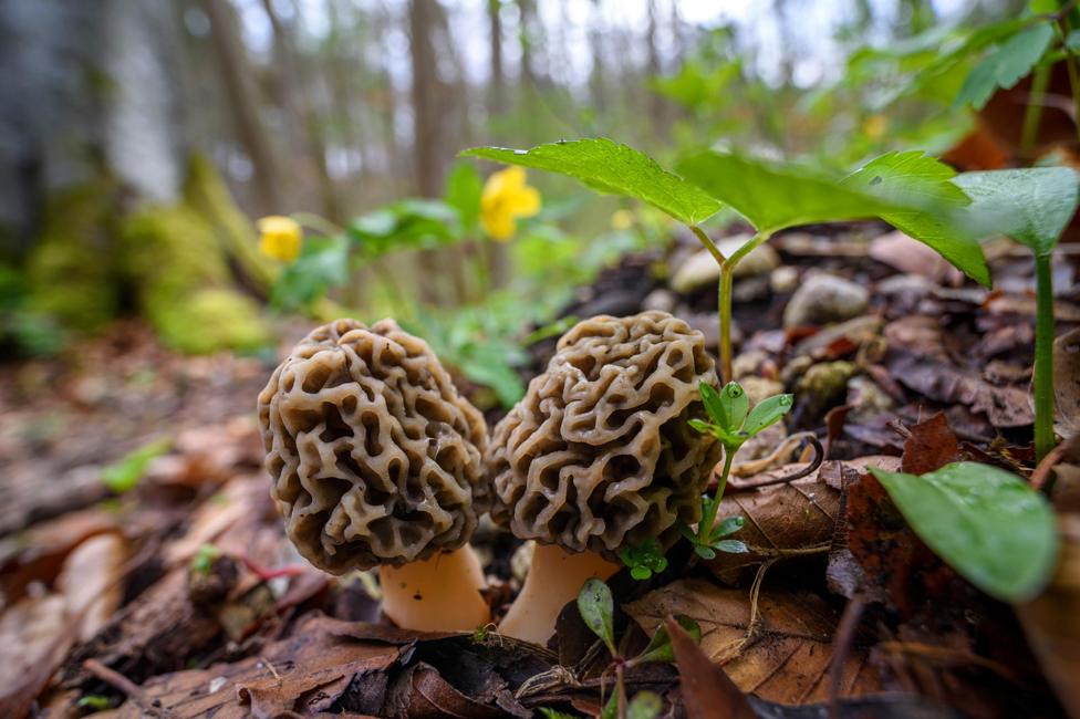 Morel mushrooms in woodland