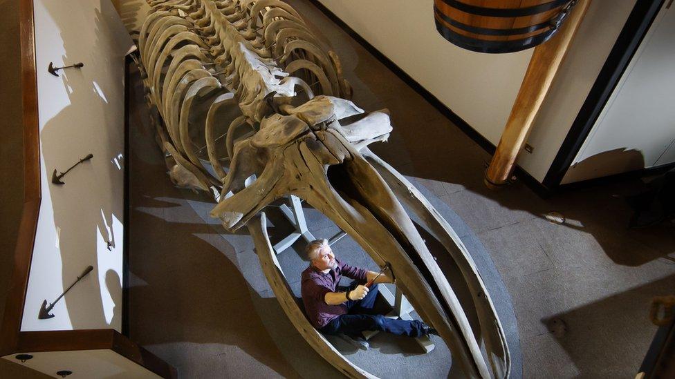 Nigel Larkin preparing to dismantle the whale skeleton