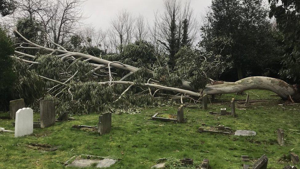 Broken down tree at Ilford Pet Cemetery