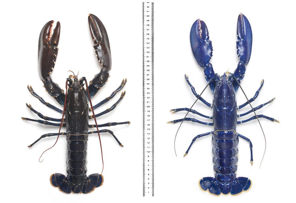 A regular European lobster, and (right) a blue one caught in Scotland in 2011