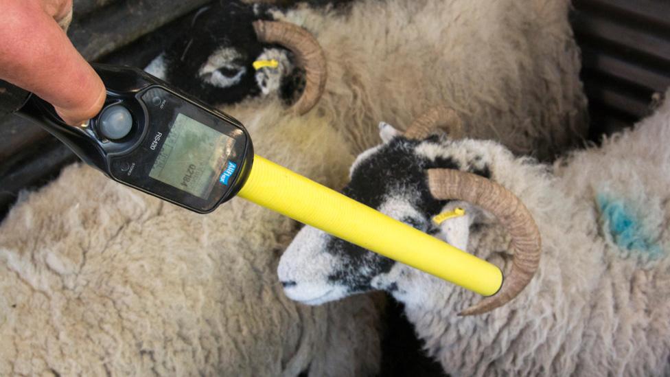 A farmer reading an RFID tag on a sheep