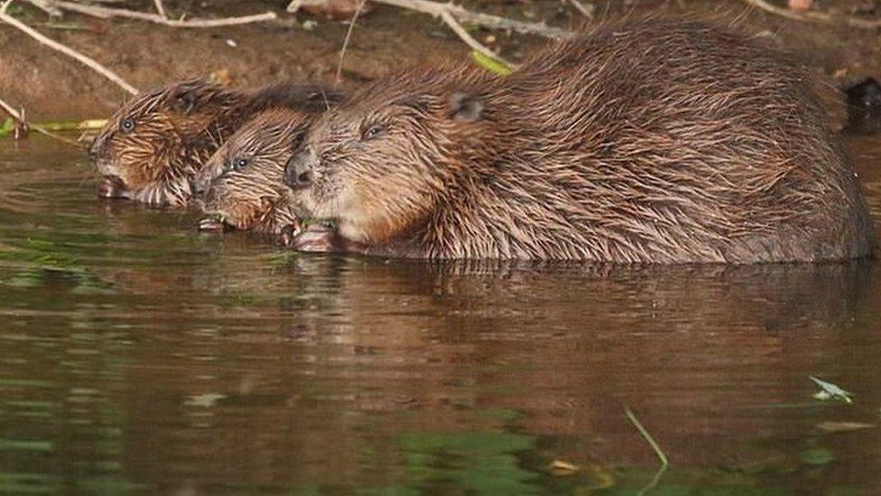 beavers