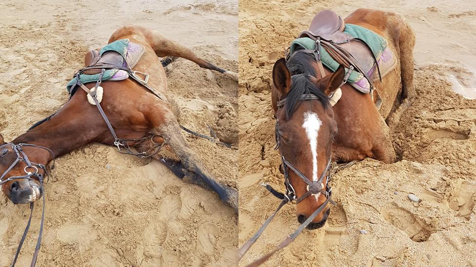 Two photos of the horses trapped in the sand