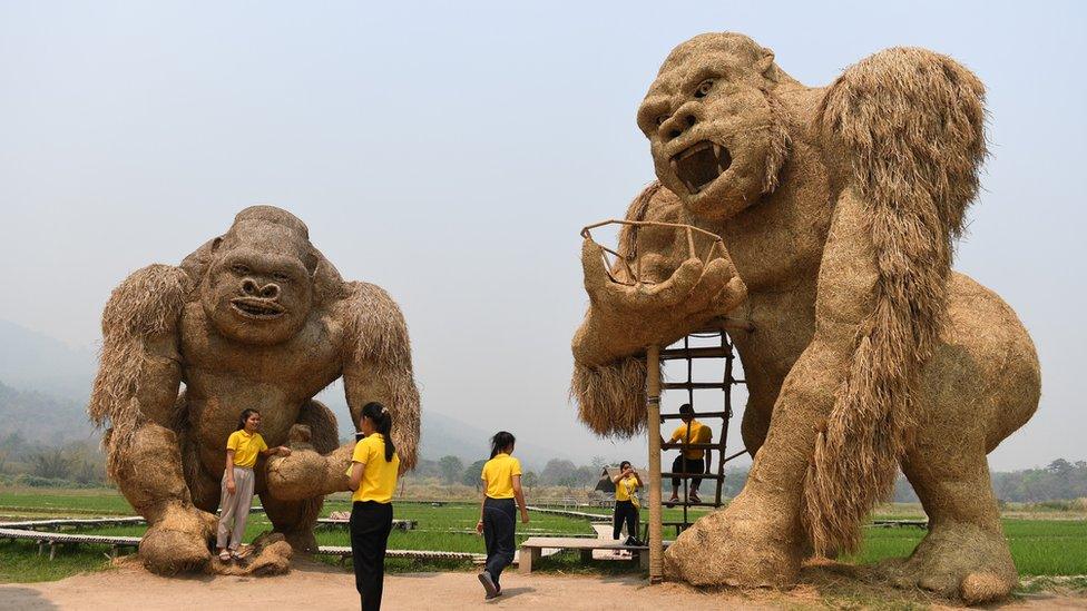 Ape sculptures made of straw