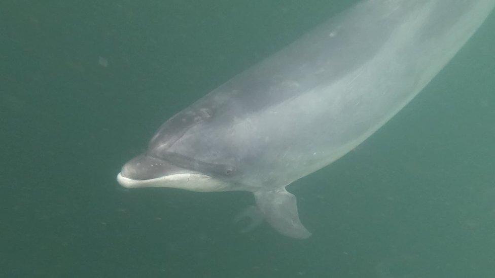 Yoda the Dolphin, swimming in the sea.