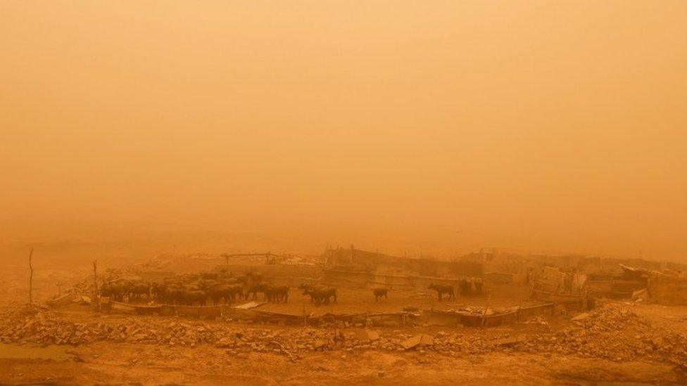 Cattle in red dust in Iraq.