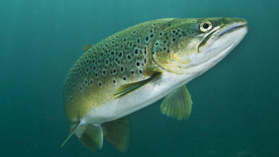 brown trout