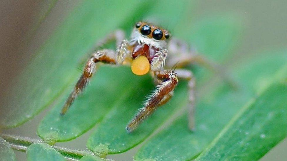 jumping spider