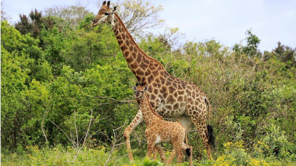 A giraffe and a young one