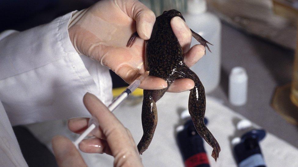 An African clawed frog being injected by a scientist