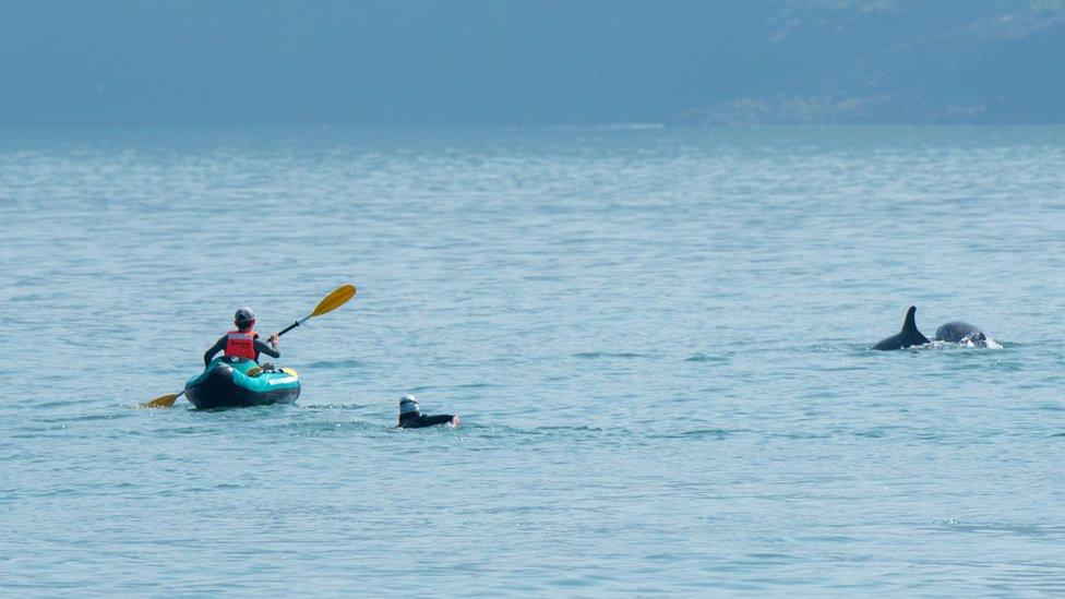 Photograph taken of the incident: Kayak and woman in water near dolphins