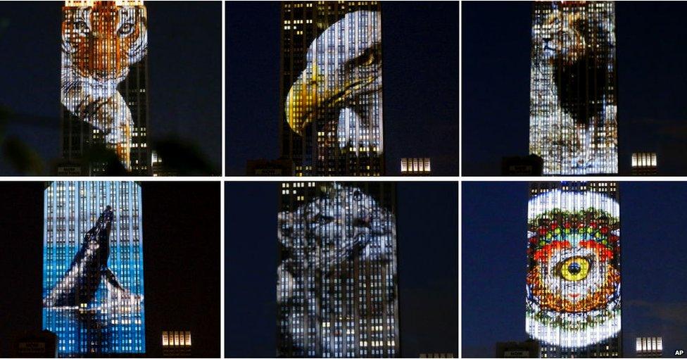 Images of animals on Empire State Building