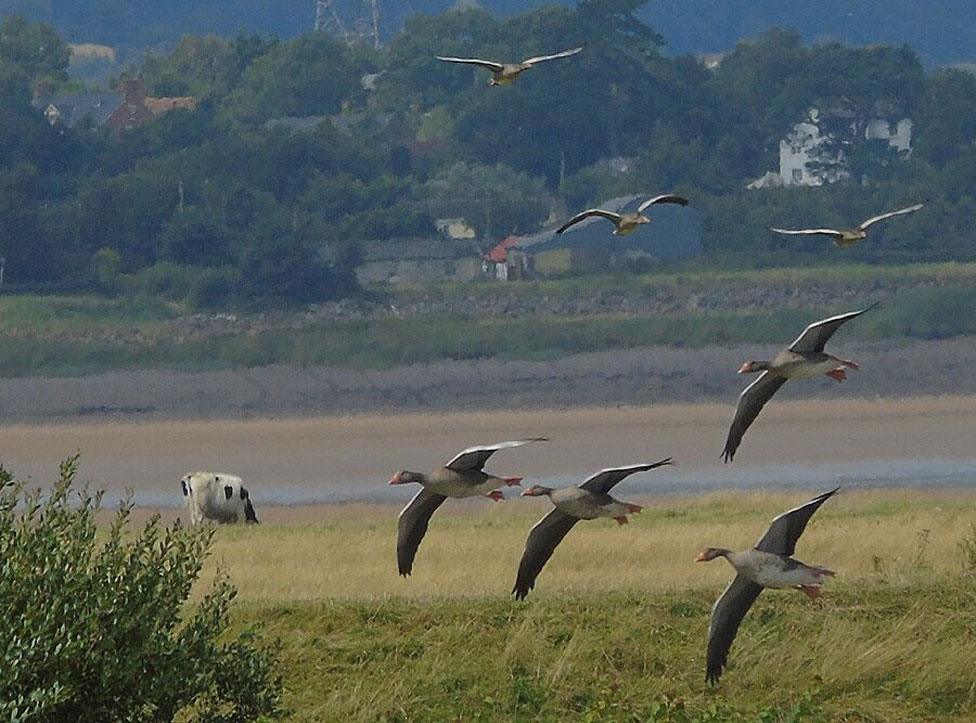 Slimbridge wild fowl