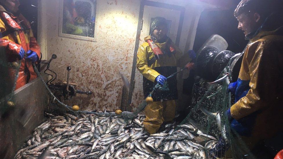 Herring fishermen loading the fish onto the boat