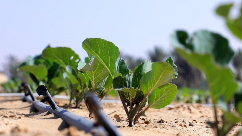 Okra plants growing in desert sand