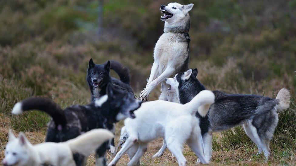 Sled dog rally