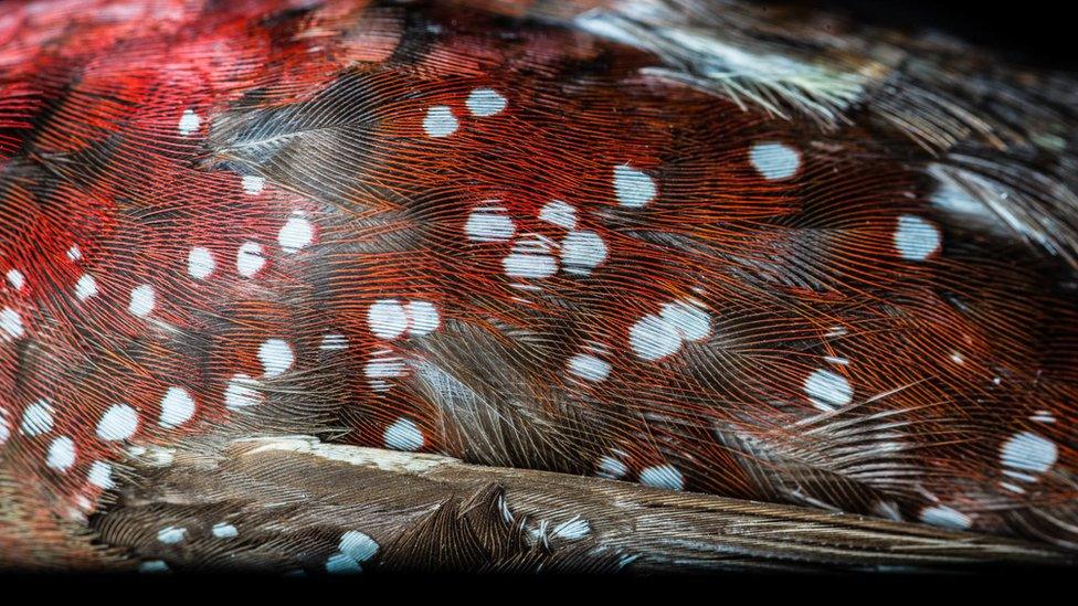 up close look at colourful bird feathers.