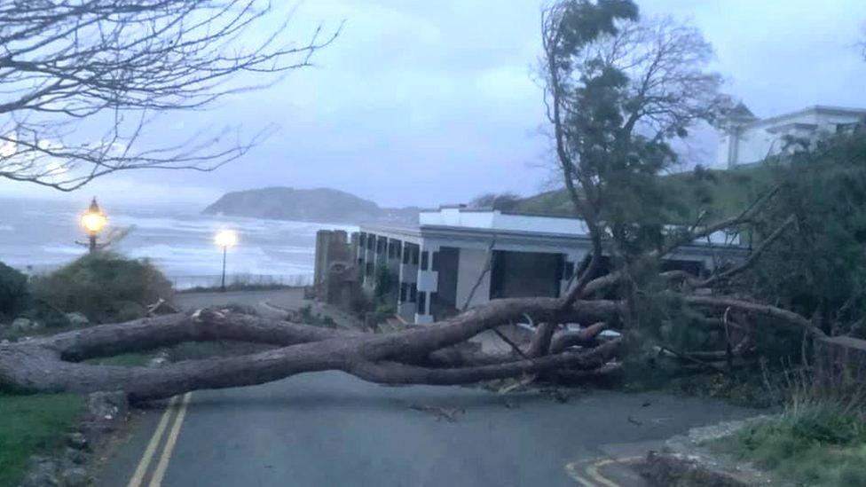 Trees down in Happy Valley in Llandudno