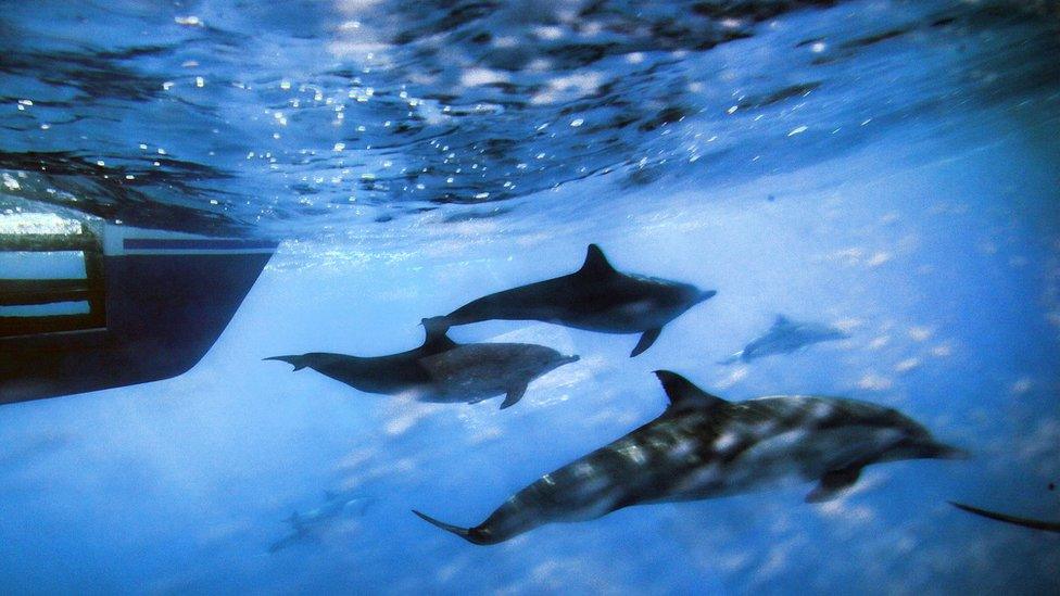 Dolphins off the coast of San Pedro, California