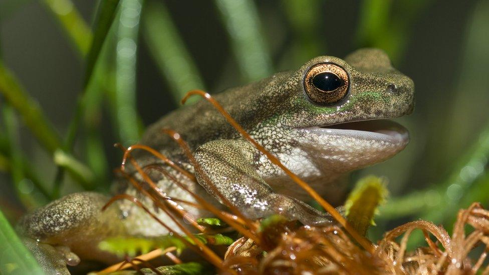 Spotted tree frog