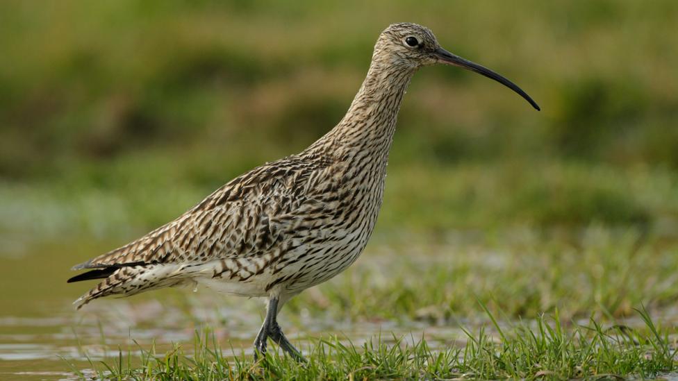 Curlew