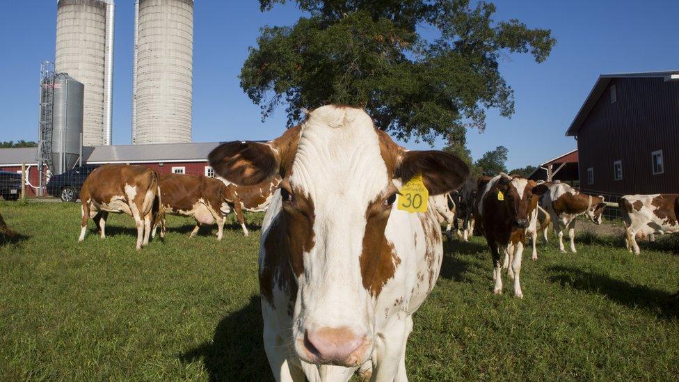 Dairy cows enjoy grazing in a field at Hornstra Farms dairy, on August 7, 2017 in Norwell, Massachusetts.