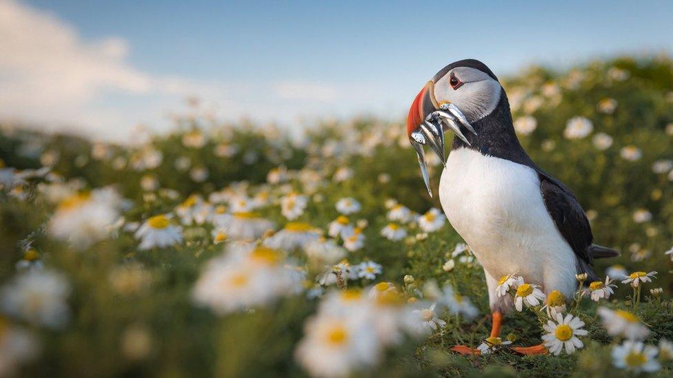 A puffin on Skomer