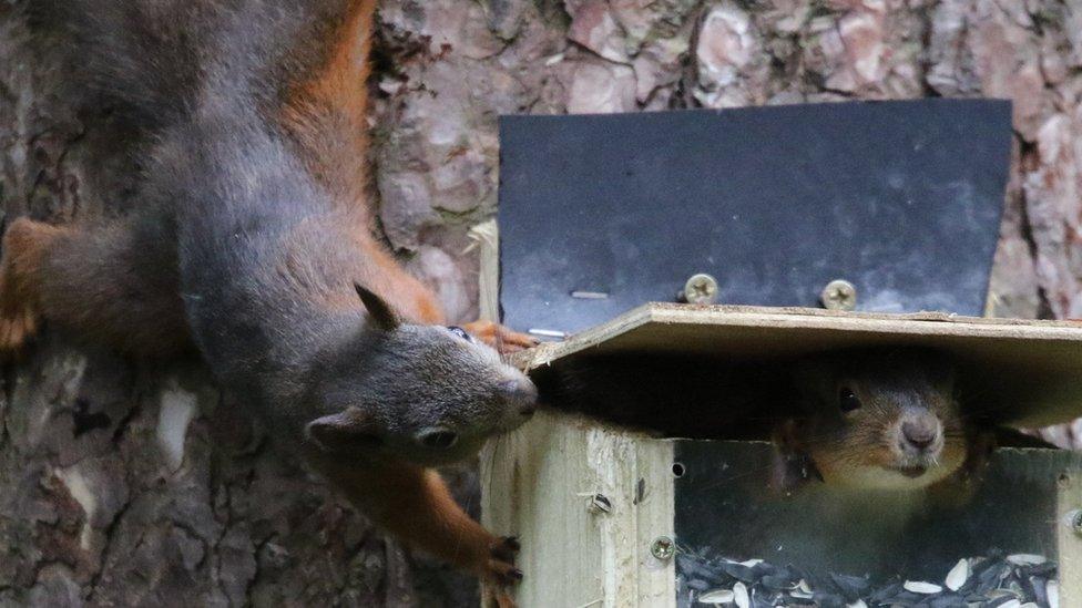 Red squirrels at Llyn Parc Mawr, Anglesey