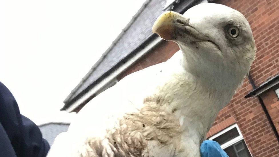 Injured seagull being held by an RSPCA inspector